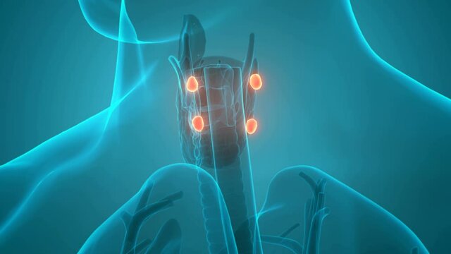 Human Body Glands Parathyroid Gland Anatomy Animation Concept