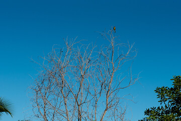 tree and sky
