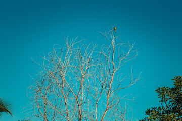 tree