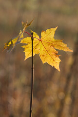 Yellow maple leaf hanging on branch in autumn season