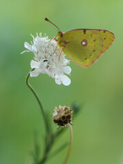 A wonderful Colias hyale sits on a summer day on a wite field flower