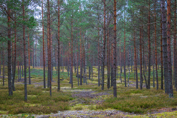 Light autumnal coniferous young forest. Nature. Change of seasons.