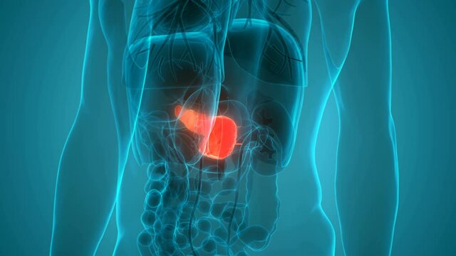 Human Internal Organ Pancreas Anatomy Animation Concept