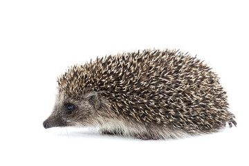 Hedgehog isolate on white background..