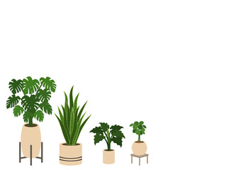 A set of Air Cleaning Plants in pots isolated on white background. Concept about house plants, gardening, hobbies and etc. 