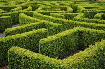 Labyrinth, finde den richtigen Weg im Irrgarten, ein Rätsel, ein Heckenystem aus Wegen, Linien zur Neuorientierung.