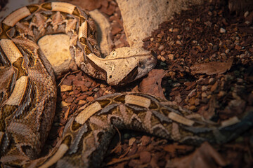 A snake lies on the bark of a tree.