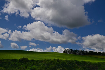 Fototapeta premium 8月の美瑛の夏雲のある風景