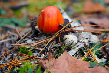 Red cap of a young mushroom made of moss and yellow leaves.