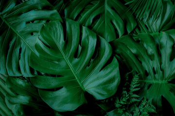 Obraz na płótnie Canvas Background with dark green tropical leaves, fresh flat background. Flat lay. Nature concept
