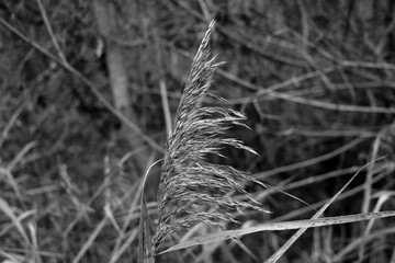 Beautiful swamp grass, also known as schoenoplectus, bulrushes. © Dzmitry