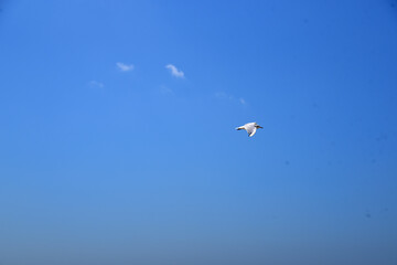 a Seagull flies high in the sky