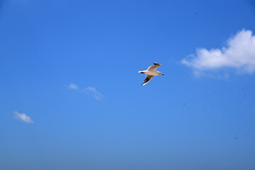 Fototapeta premium a Seagull flies high in the sky