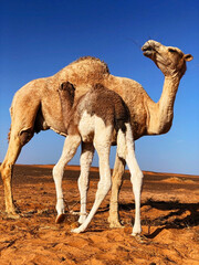 camel  with her baby in sahara