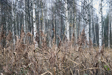 Dry yellow marsh plants in autumn. Selective focus.