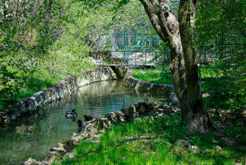 Fototapeta premium bridge in the forest
