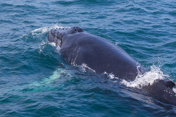 Whale watching on the Iceland coast near Husavik.