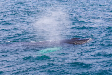 Fototapeta premium Whale watching on the Iceland coast near Husavik.