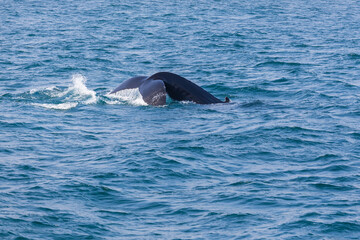 Whale watching on the Iceland coast near Husavik.