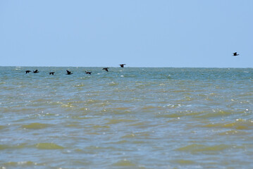 a flock of sea birds flying on the water surface