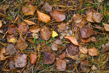 Wet, yellowed foliage lies on the ground. Background. Fall.