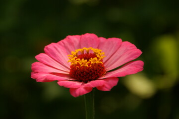 zinnia flower or zinnia sombrero. macro photo of blooming flower