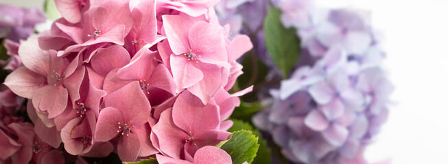 Hydrangea. Hortensia flowers background