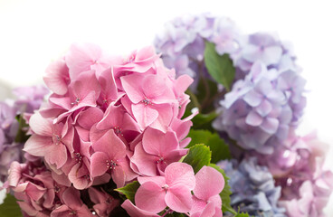 Hydrangea. Hortensia flowers background