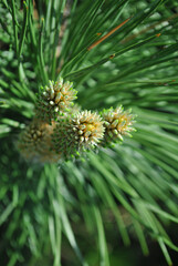 Naklejka na ściany i meble Green pine twigs with needles and new brown buds, top view, soft blurry background