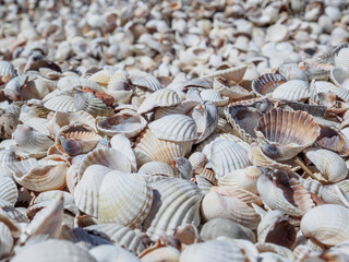 Top view of seashells on the sand on a sunny day. Natural background of marine nature. Sea vacation concept. Copy space. Flat lay.