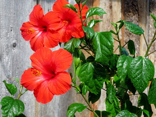 Bright red hibiscus flower (China rose, Chinese hibiscus, Hawaiian hibiscus) on green leaves water drops natural background. Karkade tropical garden for rose petals tea. Red jungle flower growing