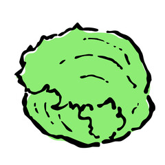 Illustration of Lettuce: Illustration like hand drawn illustration with ink and brush