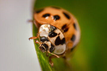 Macro shot of ladybug on a green leaf