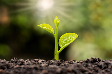 Small trees with green leaves, natural growth and sunlight, the concept of agriculture and sustainable plant growth.