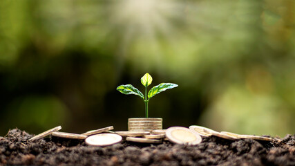 A tree growing on a pile of coins and a white light shining on the tree economic growth idea.