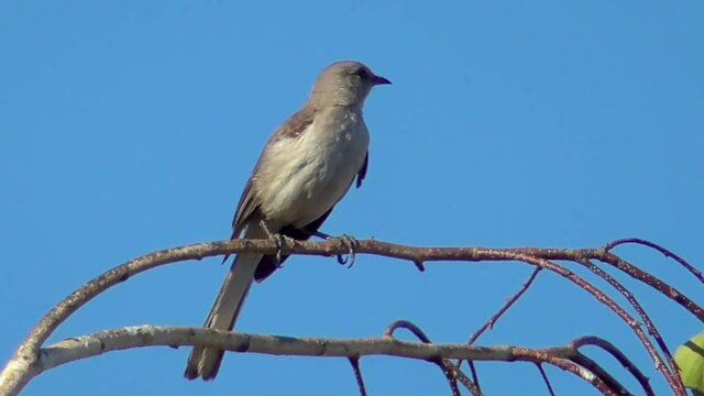 Bird on a branch singing