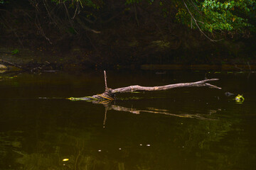 tree in the water