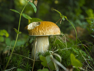 Grzyb © KrzysztofAleksander