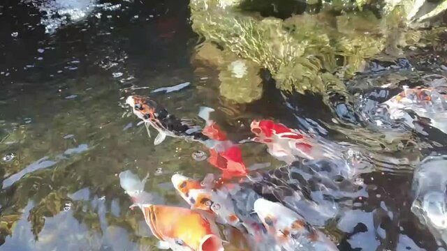 feed the fish in a minimalist pool with a waterfall