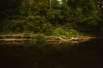 river in the forest