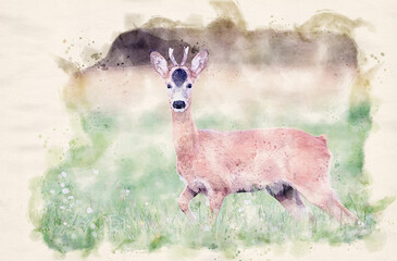 Roe deer young buck( Capreolus capreolus ) - waterpaint