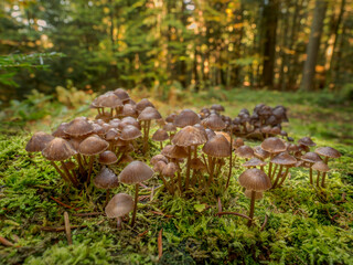 Grzyby © KrzysztofAleksander