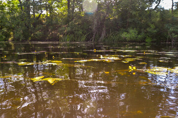 reflection of trees in the water