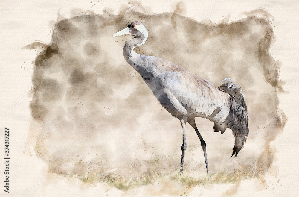 Canvas Prints Common crane (Grus grus) bird - waterpaint