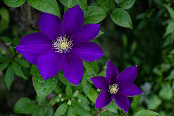 Blue purple clematis leather flowers in summer garden in cloudy day