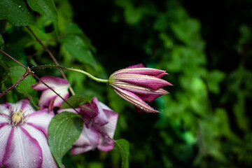 Tender violet pink closed clematis leather flower in summer garden after the rain