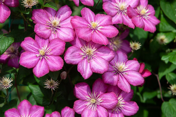 Vivid pink clematis leather flowers in summer garden