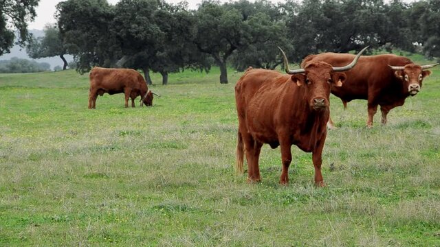 Retinta cows and bull grazing fresh green grass in the dehesa of Extremadura