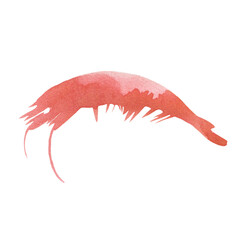 Watercolor drawing of a shrimp isolated on a white background. Seafood, food, sea, menu, restaurant, ingredient.