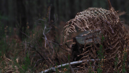 Fougère donnant l'illusion d'envelopper une souche d'arbre, dans une ambiance morte et macabre